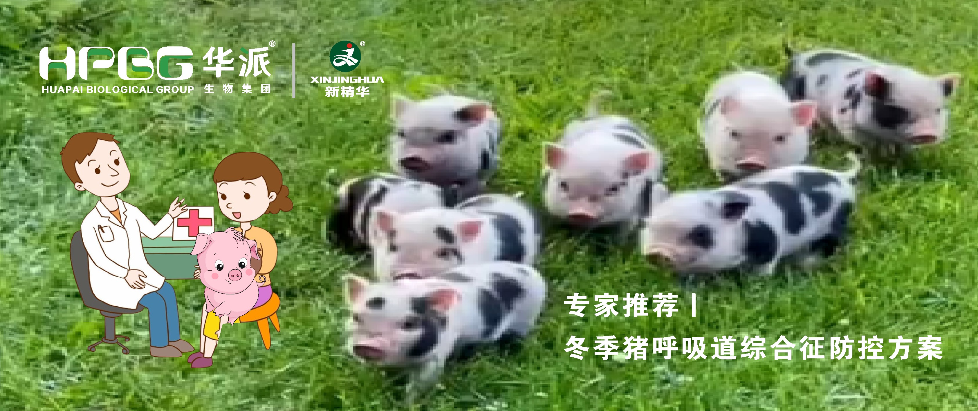 视频丨冬季猪呼吸道综合征防控方案，，，请收好&hellip;&hellip;